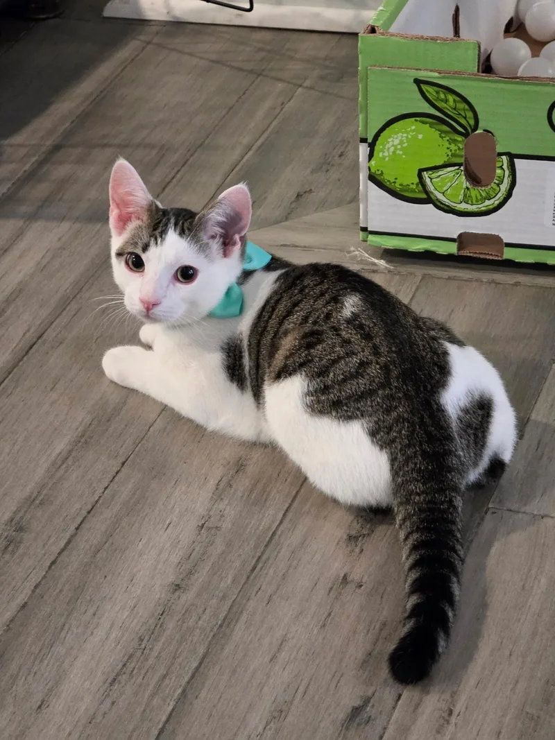 A baby medium-sized male Gray / Blue / Silver Domestic Short Hair cat named Magic Marker for adoption in Richmond, VA