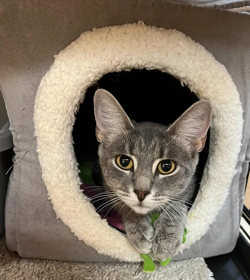 A young medium-sized female Domestic Short Hair cat named Maddy for adoption in Blasdell, NY
