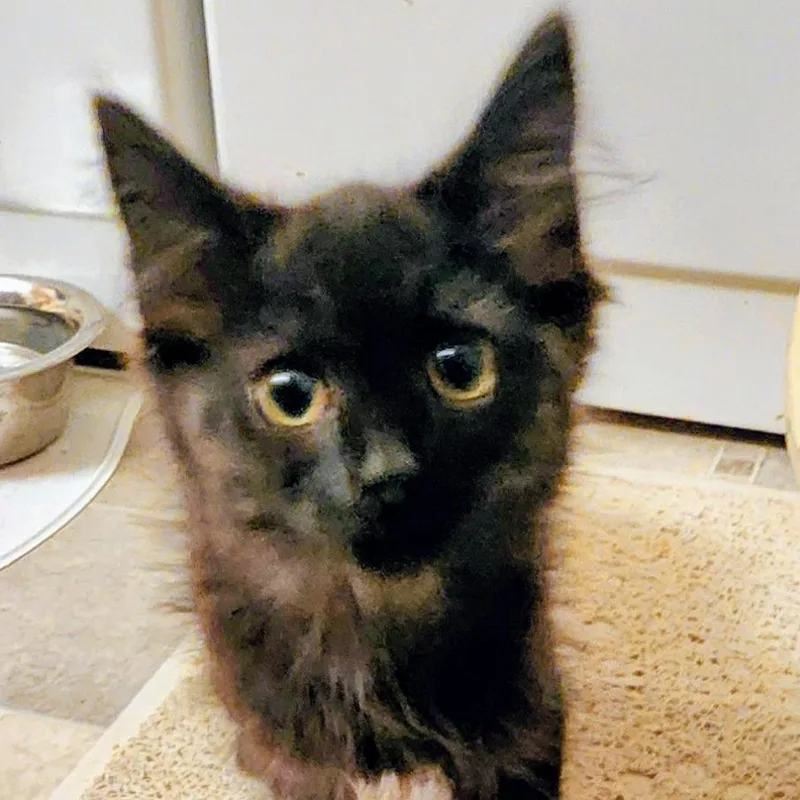 A baby small-sized female Black Domestic Medium Hair cat named Cocoa Pebbles in Midlothian for adoption in Alexandria, VA