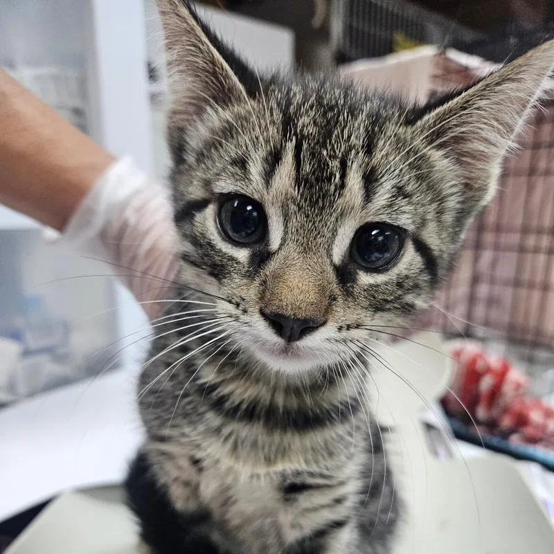 A young small-sized male Gray / Blue / Silver Domestic Short Hair cat named Yankee for adoption in Hattiesburg, MS