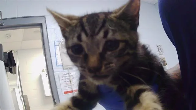 A baby small-sized female Domestic Short Hair cat named A for adoption in Charlotte, NC