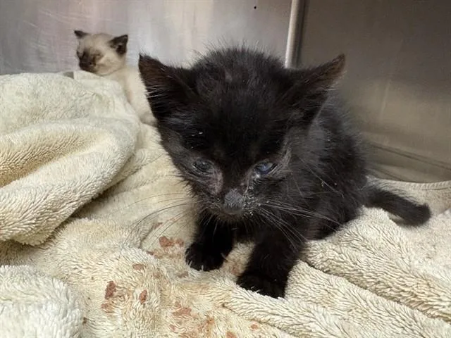 A baby small-sized male Domestic Medium Hair cat named Unknown for adoption in Rancho Cucamonga, CA