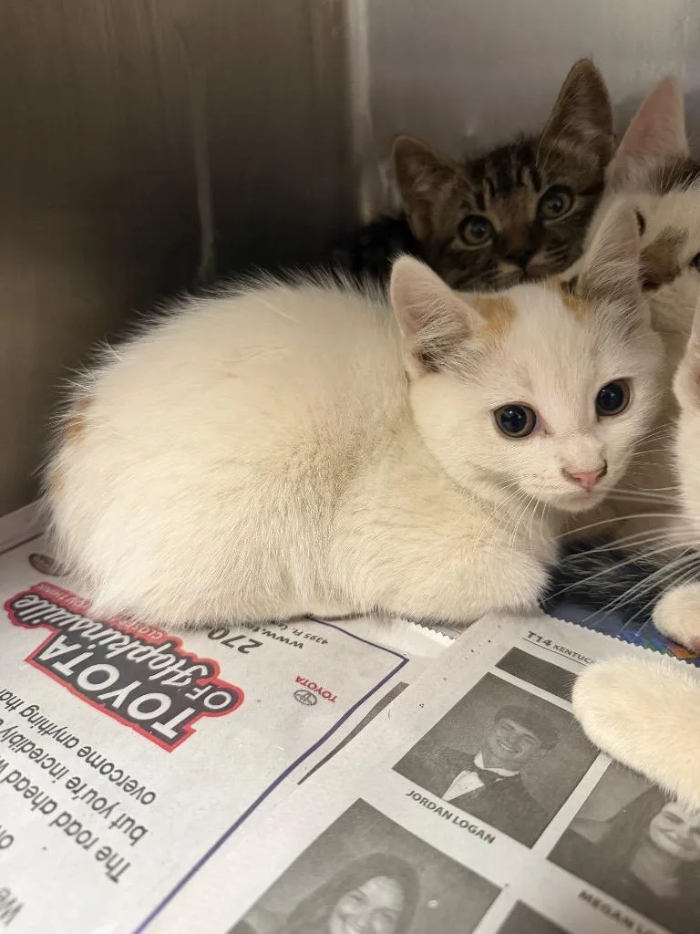 A baby small-sized female Domestic Short Hair cat named Marie for adoption in Hopkinsville, KY