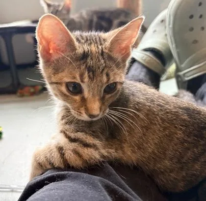 Apricot $ Petco