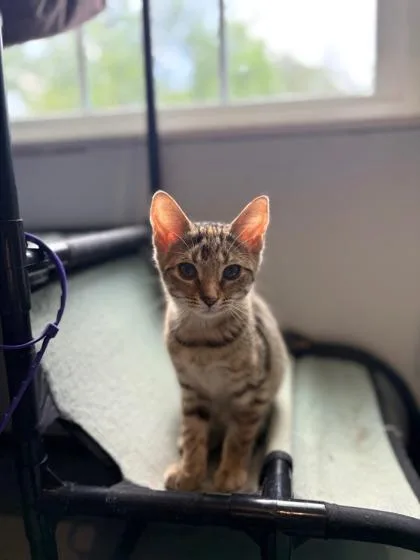 Apricot $ Petco thumbnail 2
