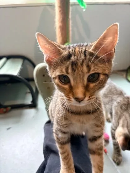 Apricot $ Petco thumbnail 3