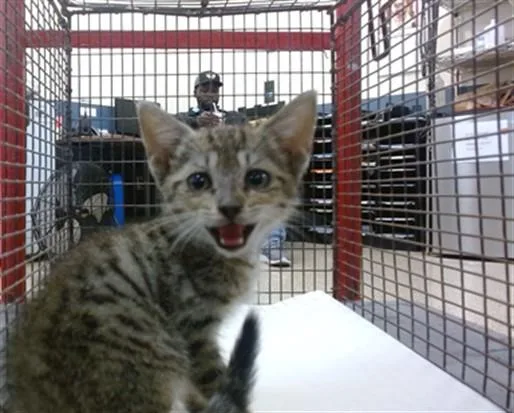 A baby small-sized male Domestic Short Hair cat named Chuchi for adoption in Miami, FL