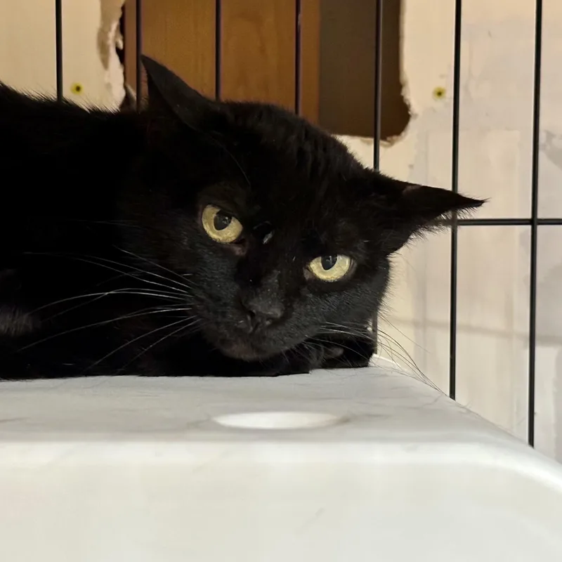 Tellicherry thumbnail 2