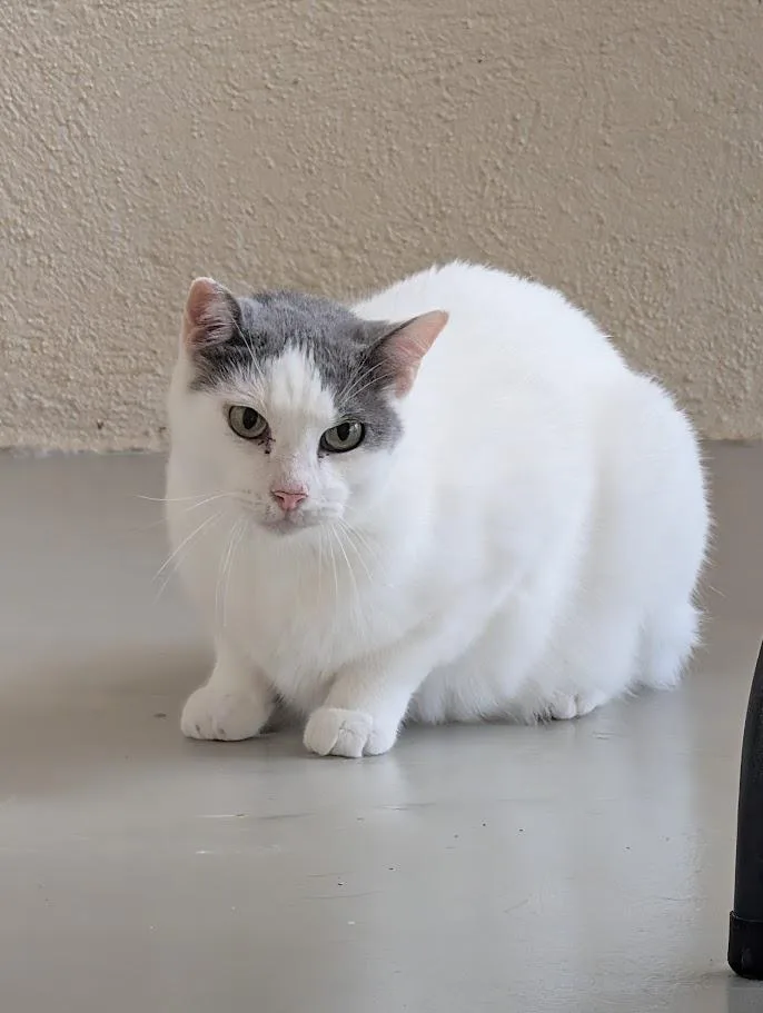 An adult medium-sized male White Domestic Short Hair cat named Loki for adoption in Sonoita, AZ