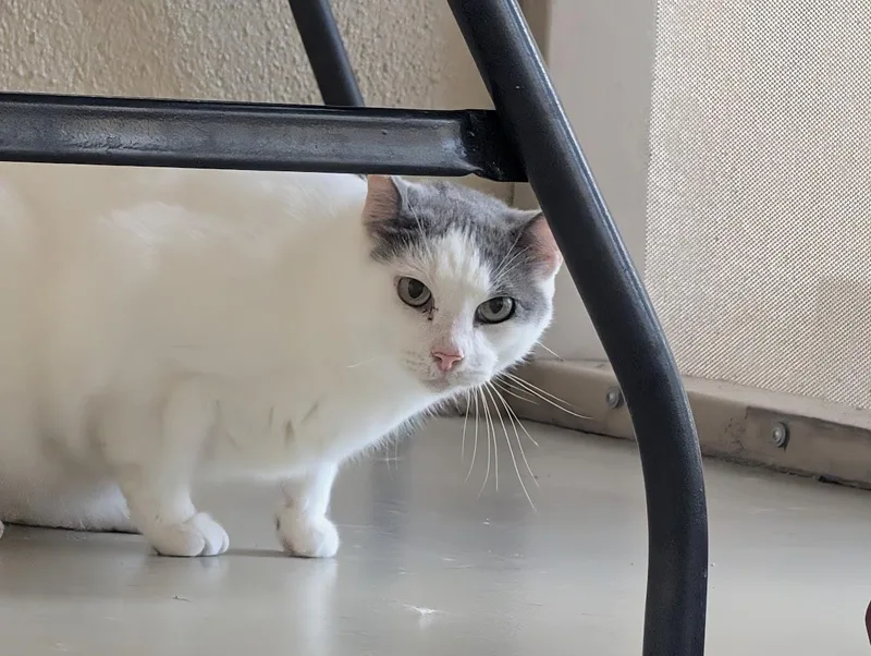 Loki thumbnail 4