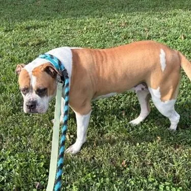 An adult large-sized female American Bulldog dog named Carmel for adoption in Phoenixville, PA
