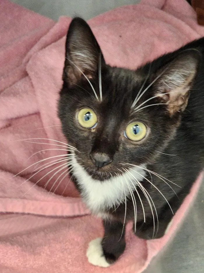 A young small-sized male Black & White / Tuxedo Domestic Short Hair cat named Carver for adoption in Hilton Head Island, SC