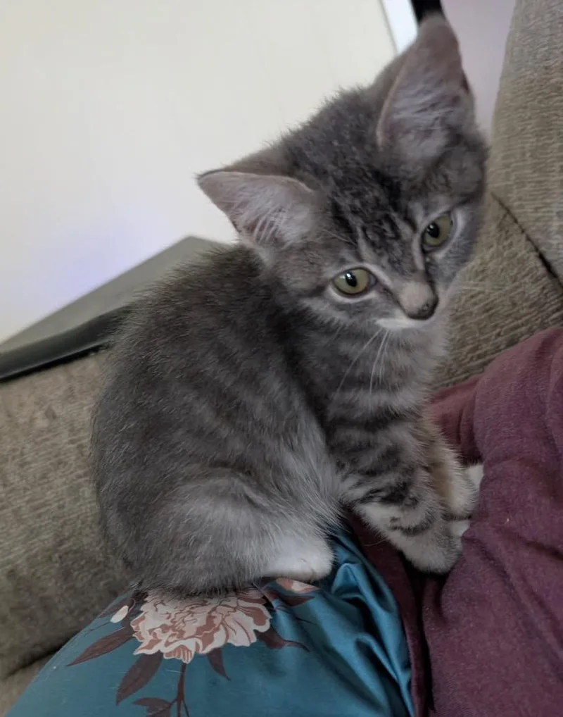 A baby small-sized male Domestic Short Hair cat named Max for adoption in Gorham, ME