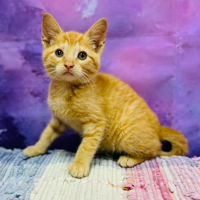 A young medium-sized female Orange / Red Domestic Short Hair cat named Lil Debbie for adoption in Effingham, IL