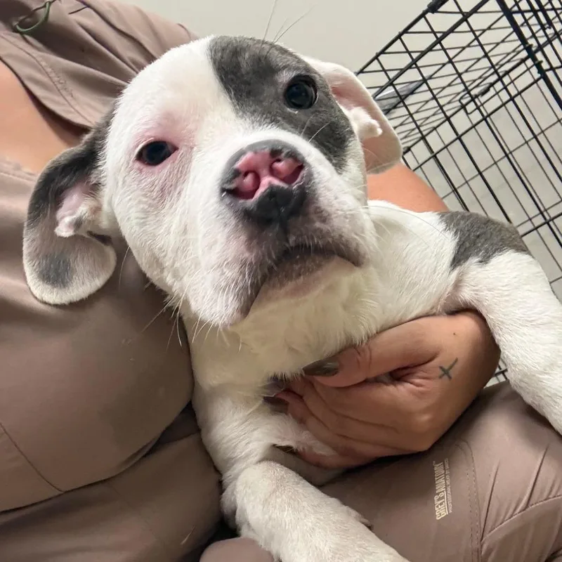 A baby small-sized male White / Cream Terrier dog named Donkey  U for adoption in Tupelo, MS