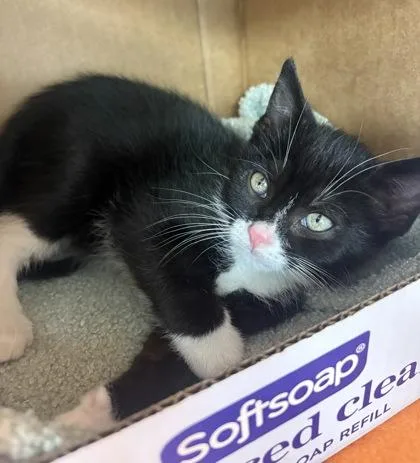 A baby small-sized male Domestic Short Hair cat named Mouse for adoption in Westland, MI