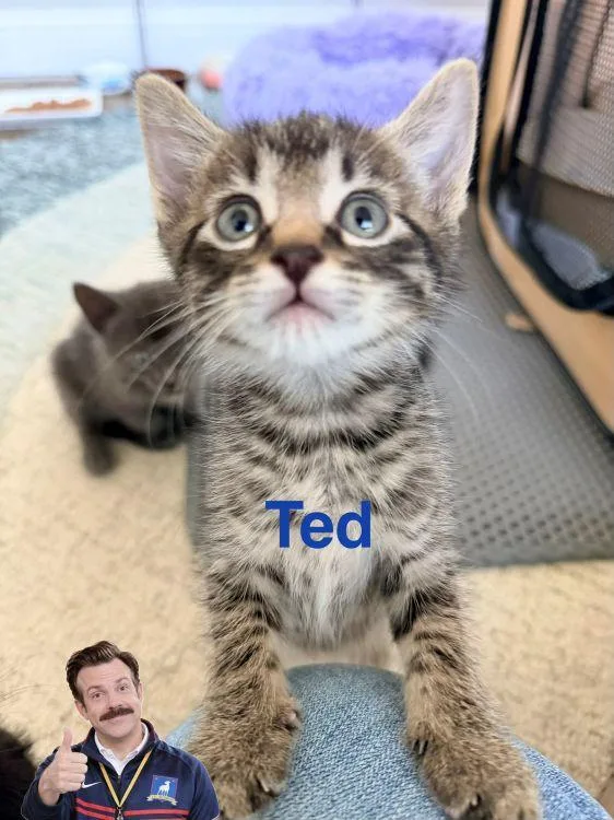 A baby medium-sized male Tabby (Buff / Tan / Fawn) American Shorthair cat named Ted for adoption in Richardson, TX