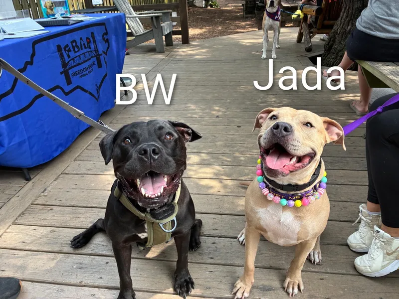 Jada thumbnail 4
