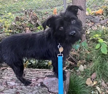 Coltrane thumbnail 6