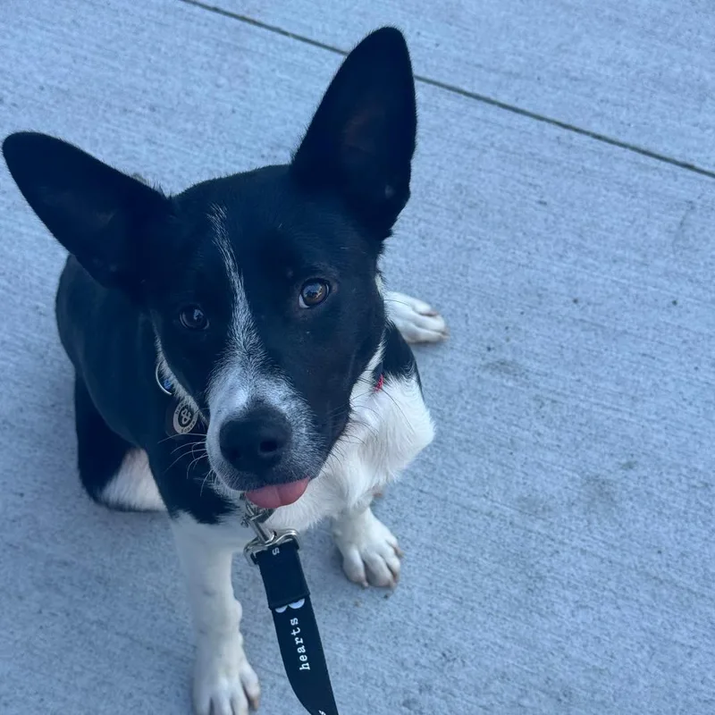 Cara thumbnail 2
