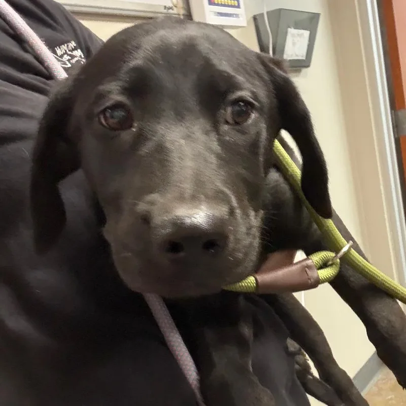 A baby small-sized female Labrador Retriever dog named Rosa for adoption in Yuma, AZ