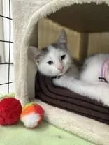 A young medium-sized male Gray & White Domestic Short Hair cat named Seal for adoption in Manitowoc, WI