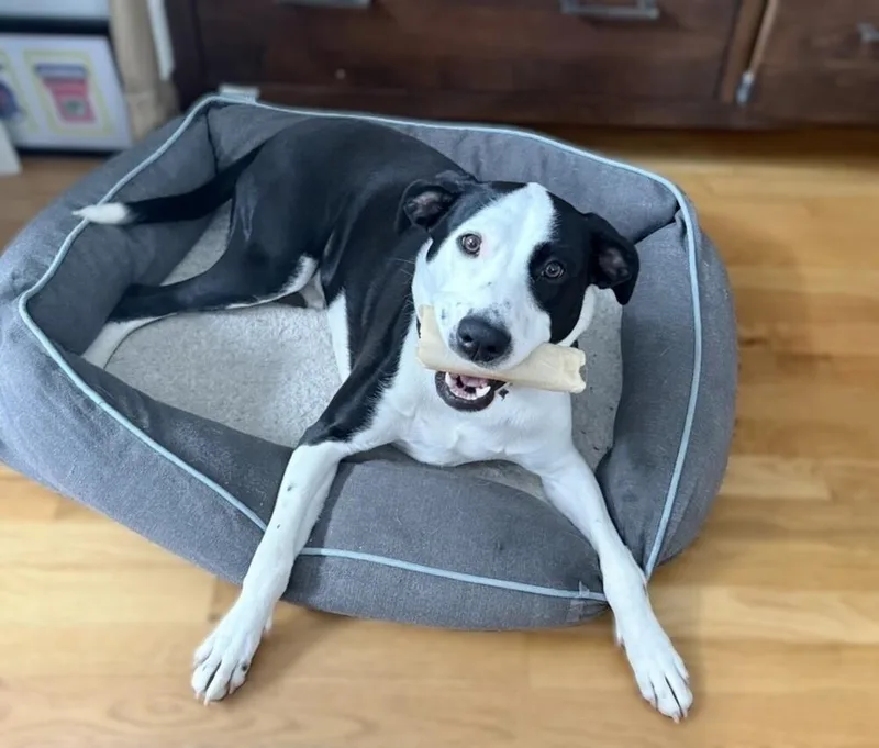 A young medium-sized female Tricolor (Brown, Black, & White) American Staffordshire Terrier dog named Zoe for adoption in Washington, DC