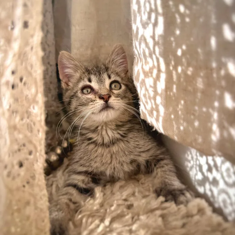 A young small-sized male Tabby (Brown / Chocolate) Domestic Short Hair cat named Jeff for adoption in Clinton, IL