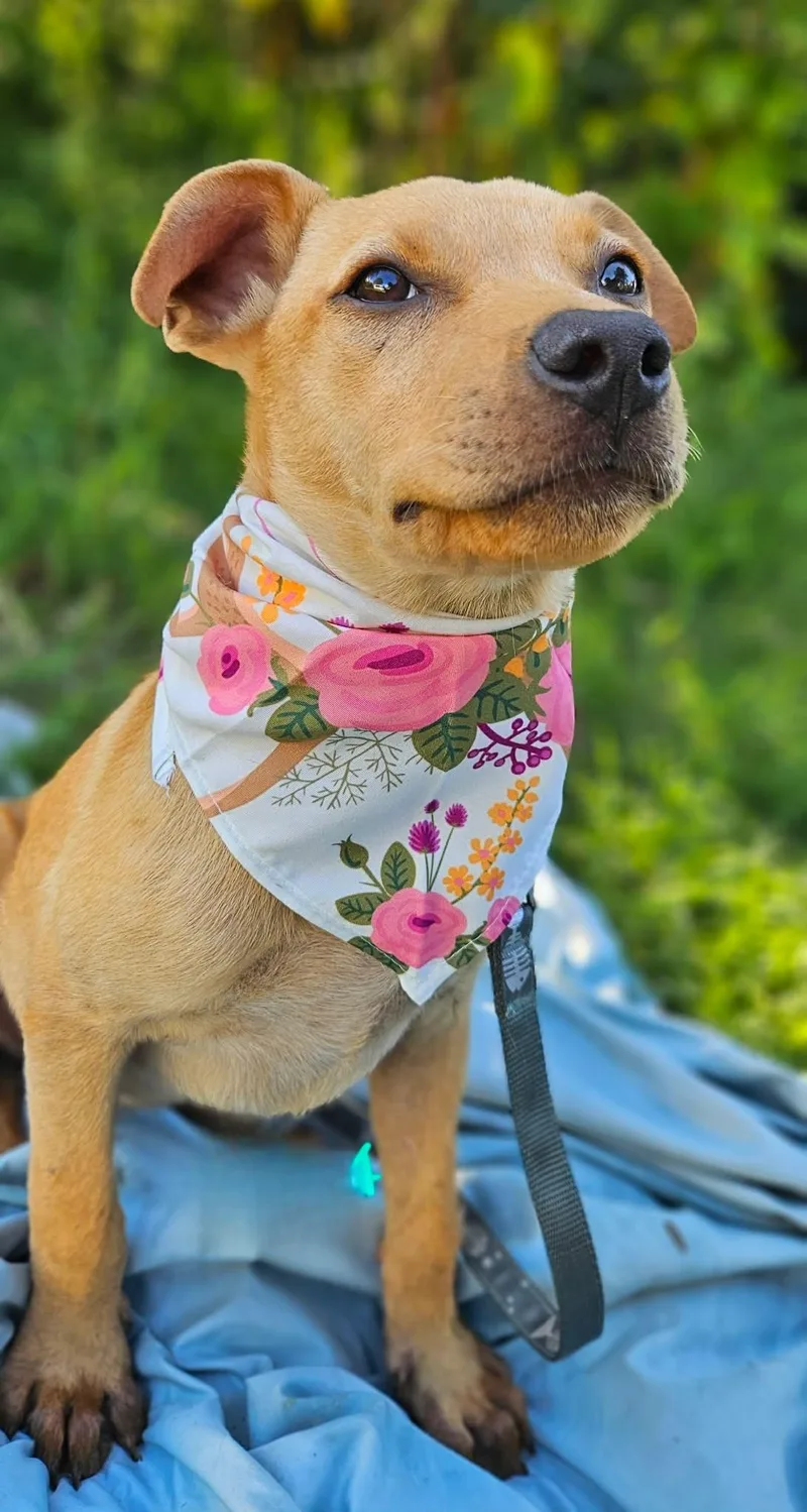A baby medium-sized female Mixed Breed dog named Meera for adoption in Northwood, NH
