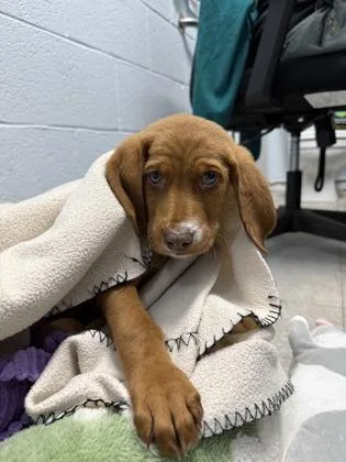 A baby medium-sized male Hound dog named Sterling for adoption in Cumming, GA