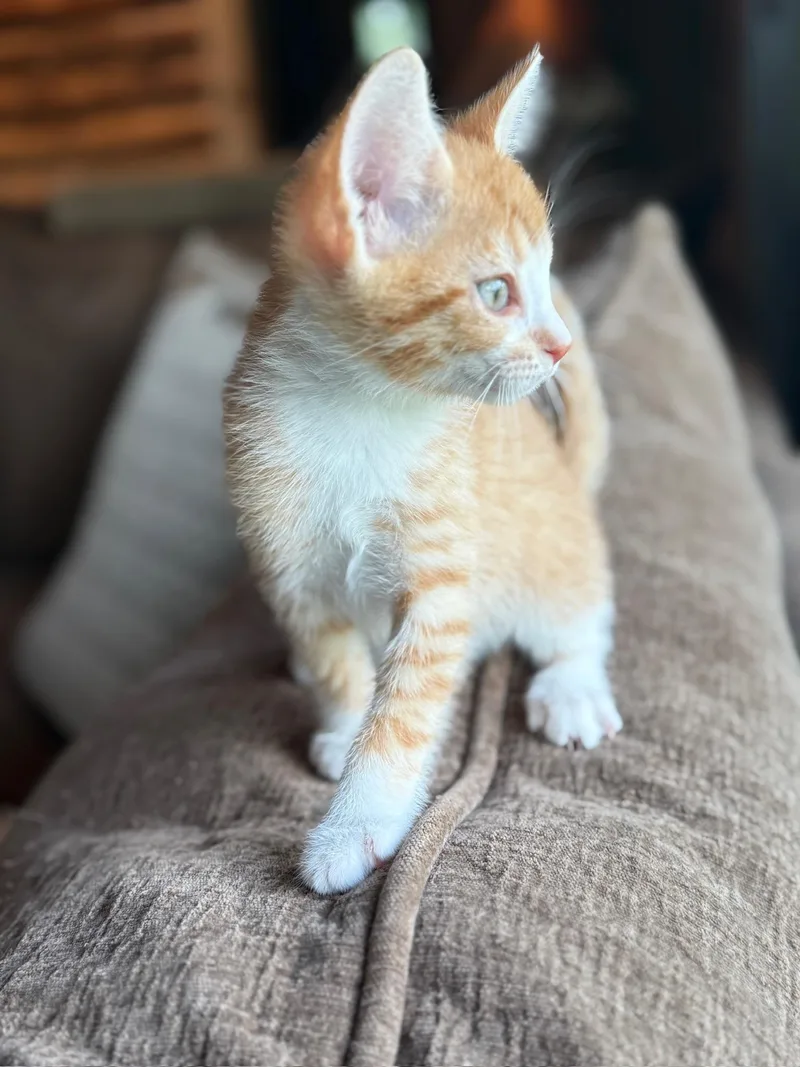 A baby small-sized male Orange & White Domestic Short Hair cat named Chippy Dippy Dopey Dup for adoption in Hartville, OH