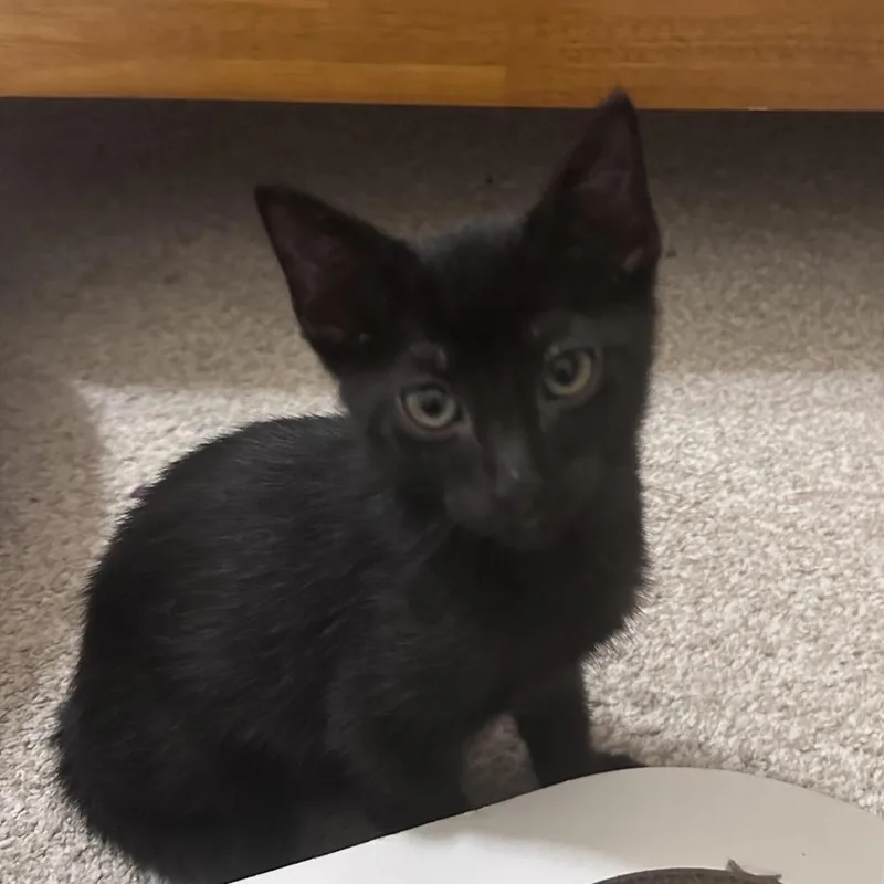 A baby small-sized female Black Domestic Short Hair cat named Vicki for adoption in Prosper, TX