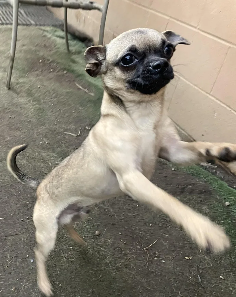 A baby small-sized male Bicolor Pug dog named 'Rat' Ratatouille for adoption in Hoquiam, WA
