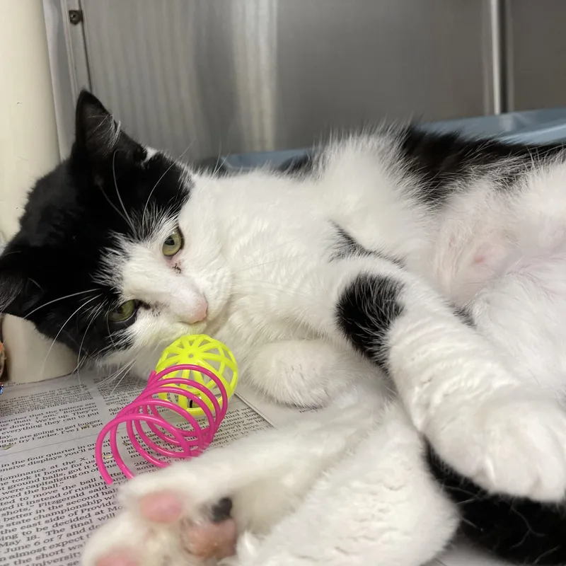 An adult medium-sized female Black & White / Tuxedo American Shorthair cat named April for adoption in North Kingstown, RI