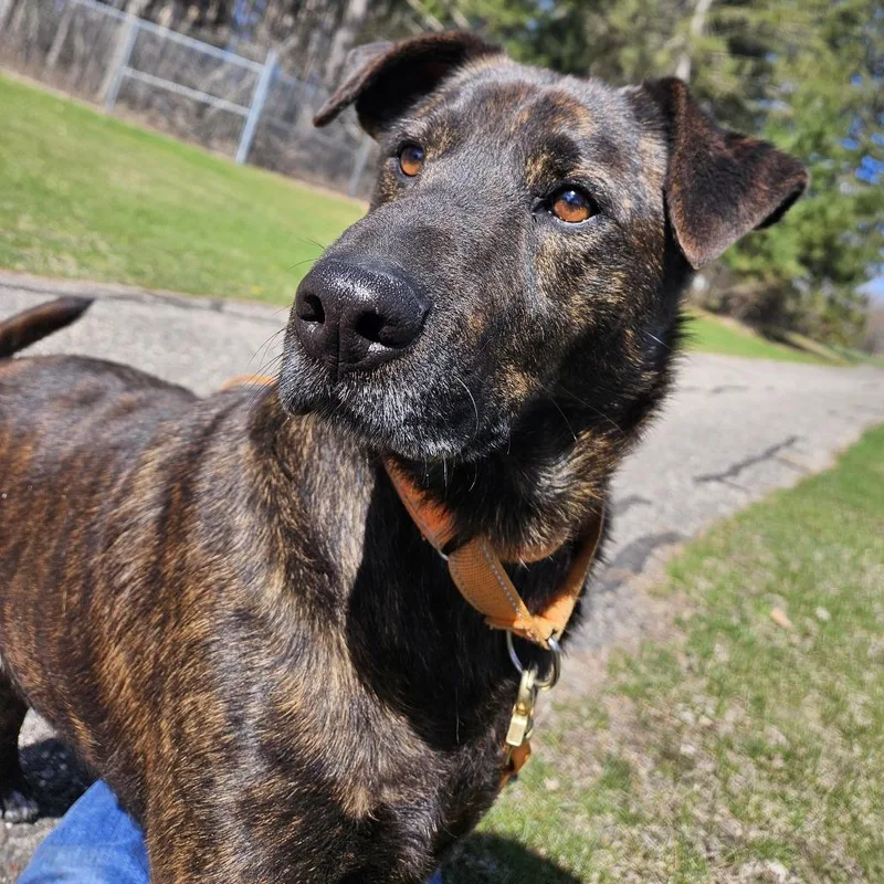 An adult medium-sized male Black Dutch Shepherd dog named Axel for adoption in Wadena, MN