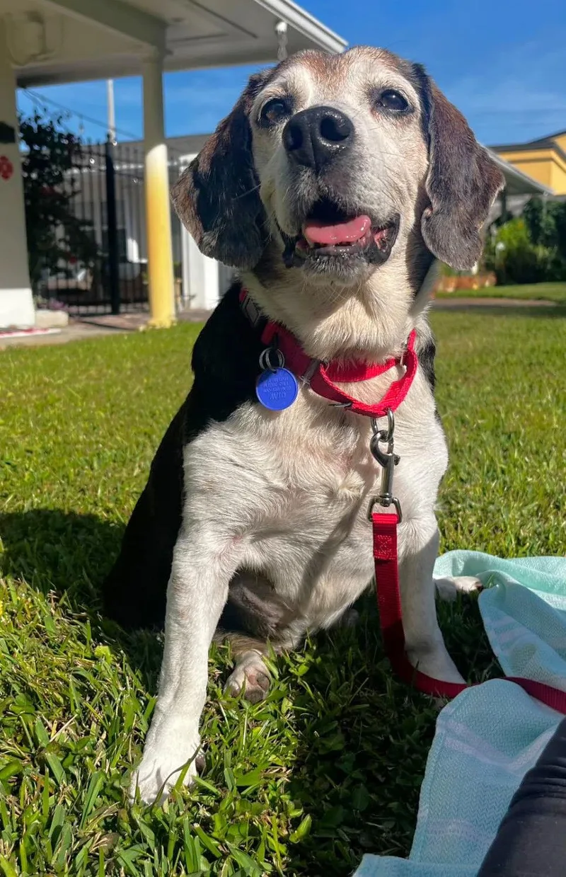 A young medium-sized male Beagle dog named Banjo Ii for adoption in Dunnellon, FL