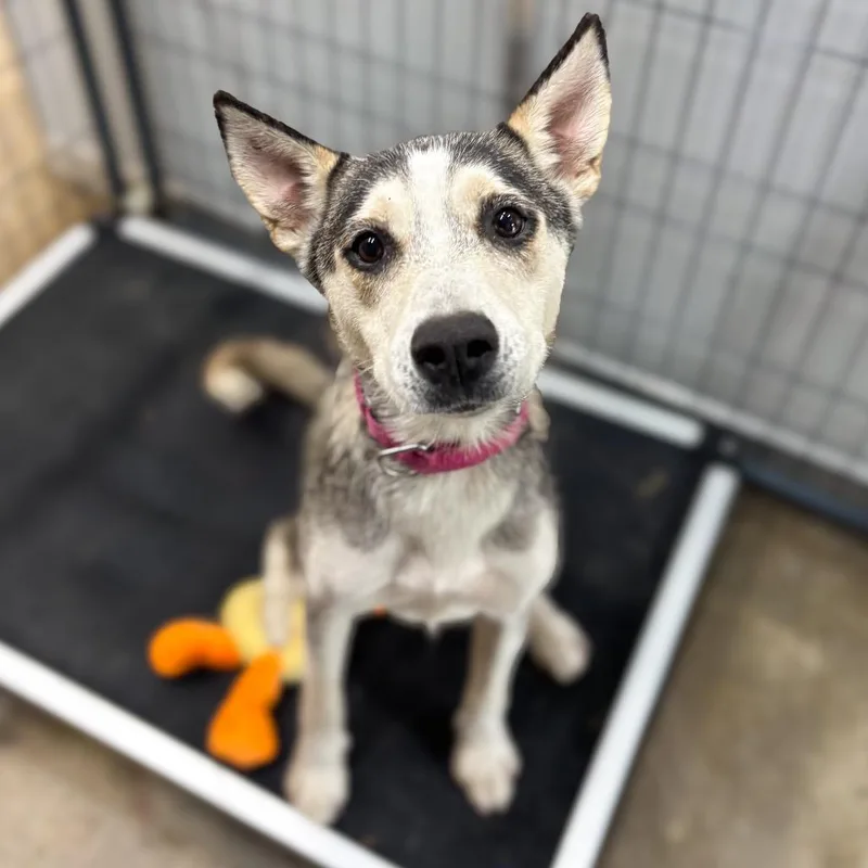 An adult medium-sized female Mixed Breed dog named Lunar for adoption in Springboro, OH