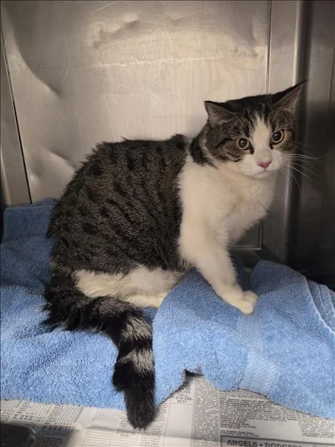 A young small-sized female Domestic Short Hair cat named Jackson for adoption in Chatsworth, CA