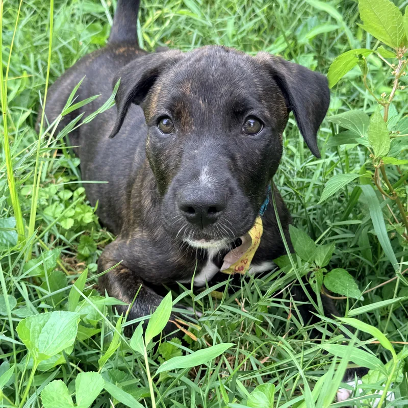 A baby medium-sized male Black Pit Bull Terrier dog named Josh for adoption in Columbia, MD