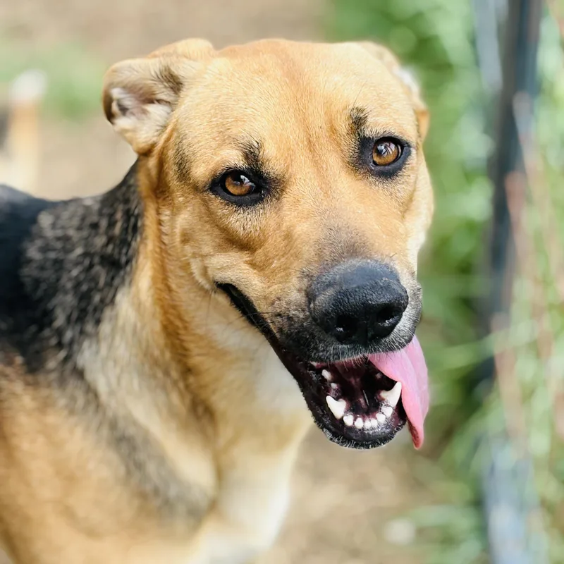A young large-sized female Black German Shepherd Dog dog named Aurora for adoption in Justin, TX
