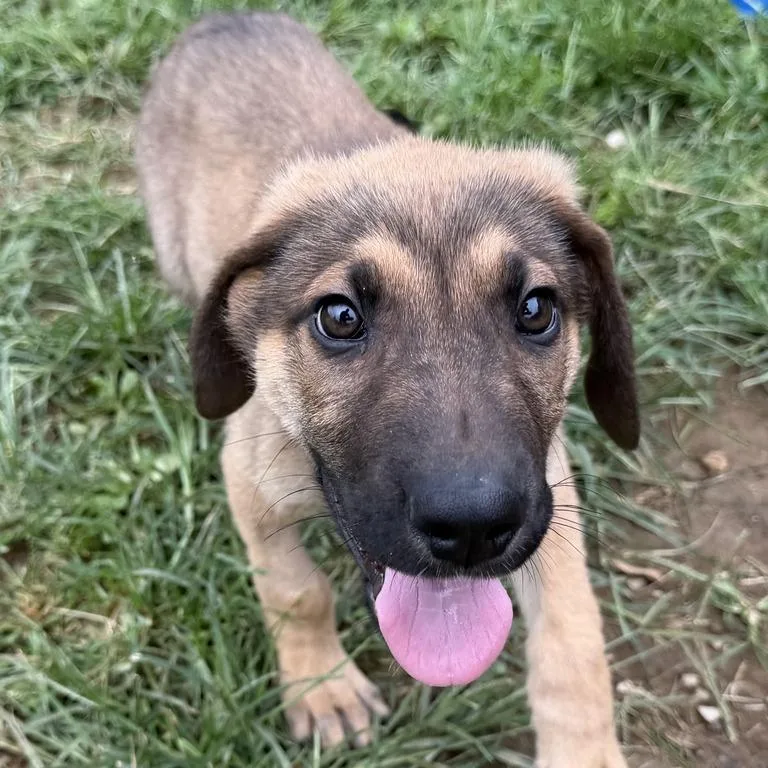 A baby medium-sized male Brown / Chocolate German Shepherd Dog dog named Crouton for adoption in Johnson City, TN