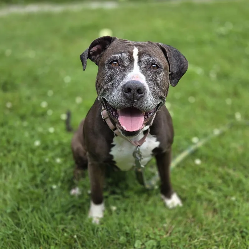A senior large-sized female Brown / Chocolate Pit Bull Terrier dog named June for adoption in Pittsford, VT