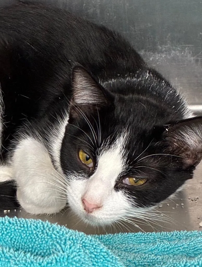 A baby medium-sized female Domestic Short Hair cat named Twister for adoption in Hartsville, SC