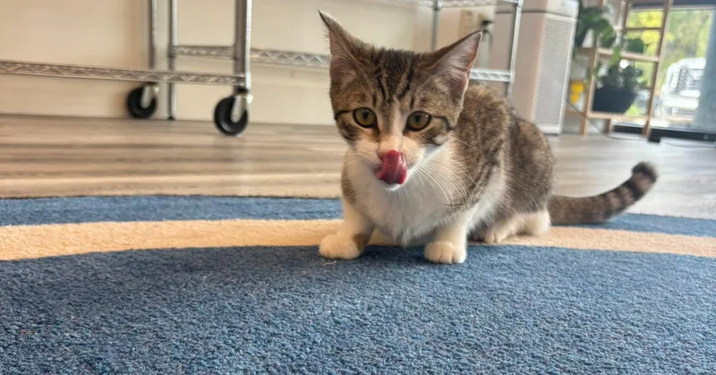 Delphine thumbnail 3