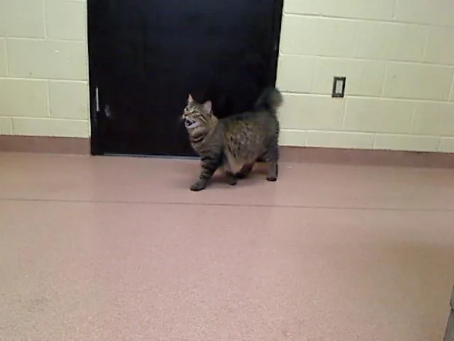 A young medium-sized male Norwegian Forest Cat cat named Fuse for adoption in Cookeville, TN
