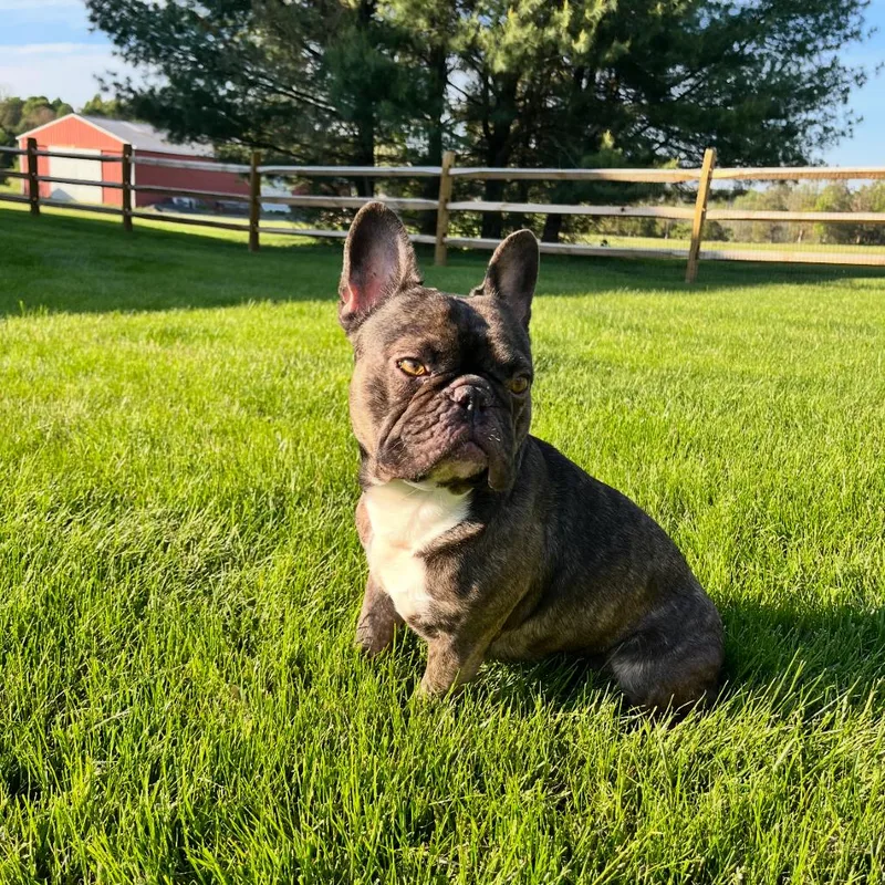 An adult medium-sized male Brindle French Bulldog dog named Stitch for adoption in Quakertown, PA