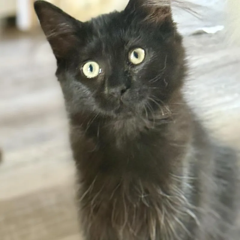 A baby small-sized female Black Domestic Medium Hair cat named Phoebe for adoption in Kenai, AK