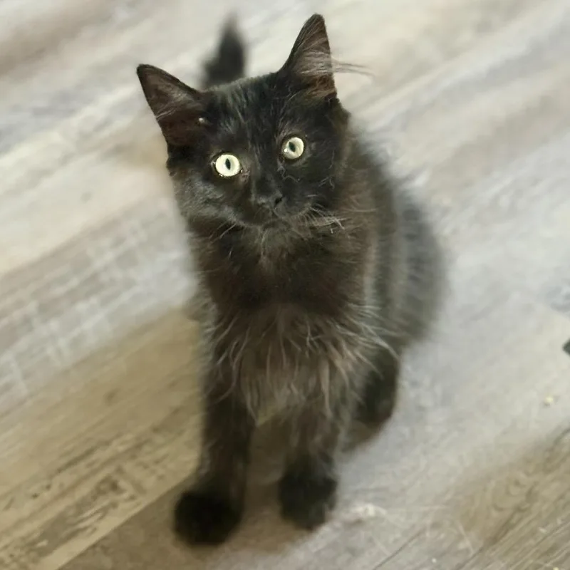 Phoebe thumbnail 2