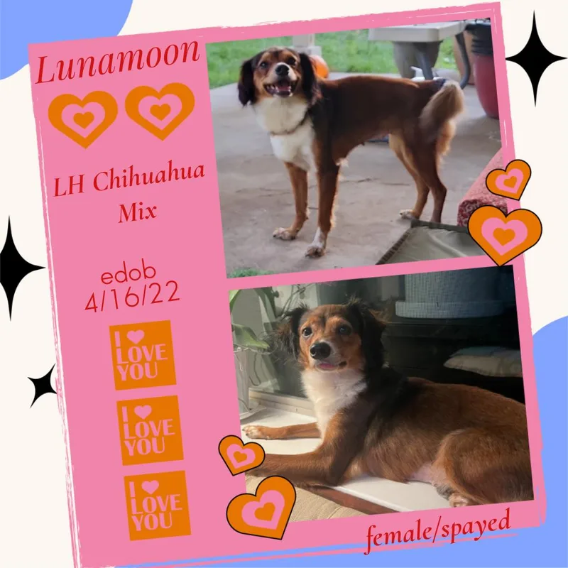 An adult small-sized female Tricolor (Brown, Black, & White) Chihuahua dog named Lunamoon ORThw for adoption in Missouri City, TX