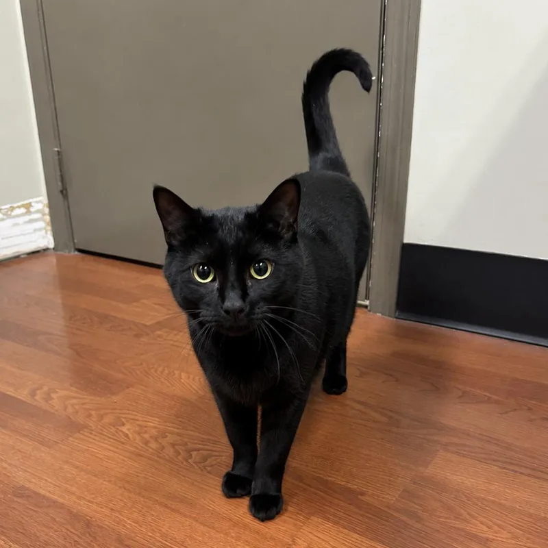 An adult large-sized male Black Domestic Short Hair cat named Perseus for adoption in Milan, IL